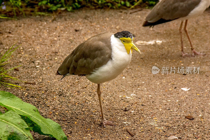 蒙面鸻(Vanellus miles)